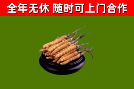 吉州区回收冬虫夏草